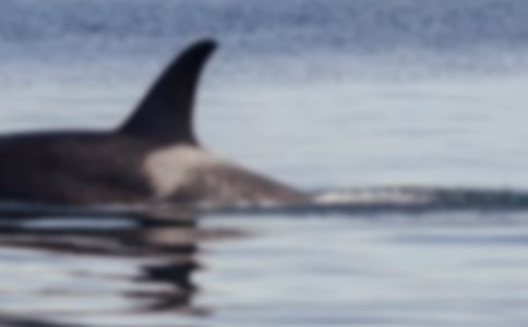 保护鲸鱼的倡议书推荐