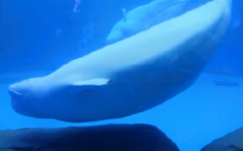 大班美术喷水的大鲸鱼教案