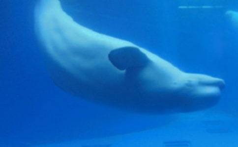 鲸鱼作文400字9篇