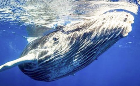 鲸鱼作文600字4篇