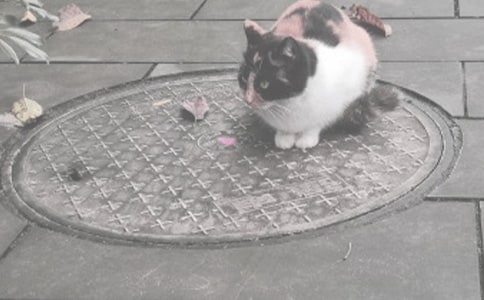 ��������300�֣���ѡ20ƪ��