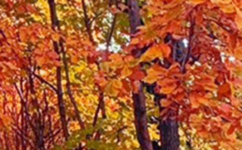 景色话题作文(15篇)