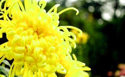 ���ջ��Ľ�ѧ���