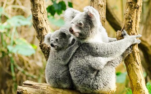 教你详细的考拉折纸步骤