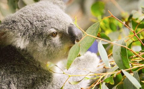 �ɰ��������ܿ������ģ���ѡ15ƪ��