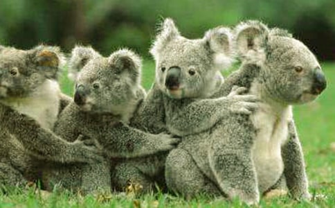 手工折纸考拉教程