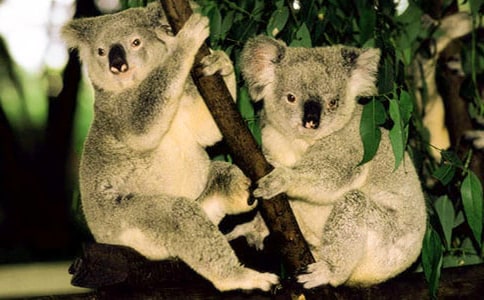 小考拉大世界童话作文