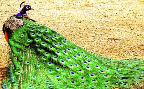 �����ȸ���������κ�Ľ�ѧ��˼���ģ�ͨ��7ƪ��