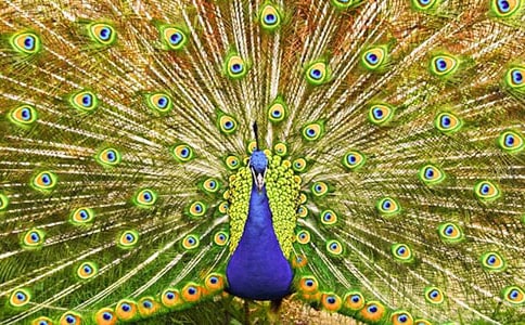 灰溜溜的孔雀的童话故事