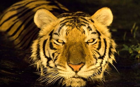 大连老虎滩游记作文