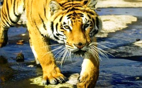 ��è���ϻ�����������ѧ��˼����