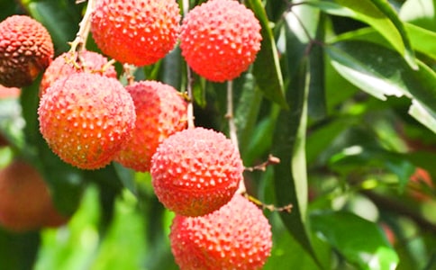 ����������֦����ѧ��Ʒ���