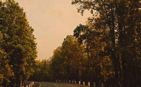 走在林荫道的毕业感言