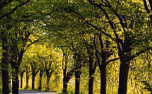 林荫道上的天使_500字