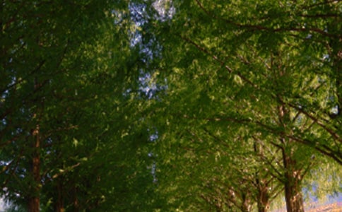 林荫道上的笑声小学作文400字