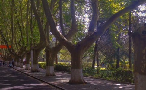 走进林荫道六年级作文