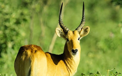 �˽̰����꼶���ޡ�����ľ�񡷽�ѧ��˼