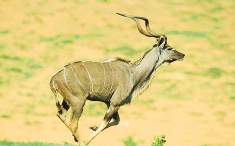 《下跪的藏羚羊》读后感600字作文