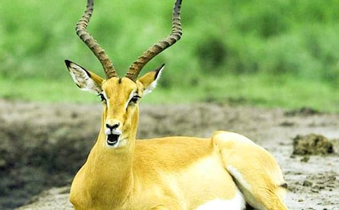 ������ľ�񡷵Ľ̰�