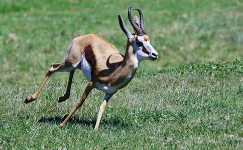 《羚羊木雕》教学设计(精选5篇)