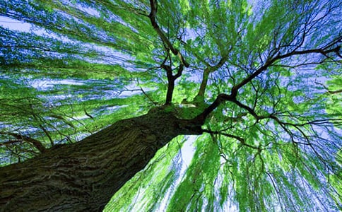 《小柳树和小枣树》的教学设计范文