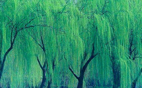 《小柳树和小枣树》教学设计范文