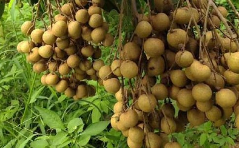 【精选】家乡的龙眼树作文四篇