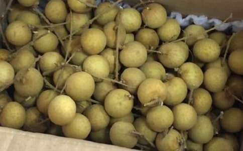 【推荐】龙眼树作文四篇