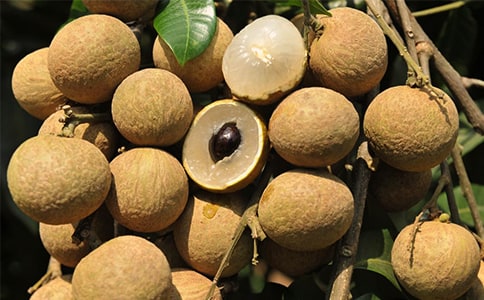 摘龙眼作文800字