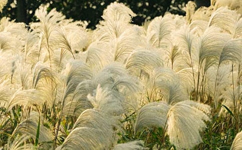 多情的芦苇美文欣赏