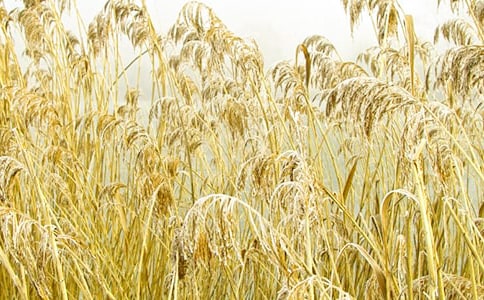 «έ��Сѧ600������