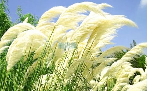 ���е�«έ�������ҵ���������