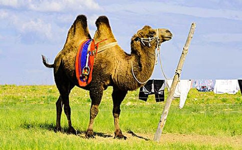 ���������ս�ѧ���ģ��