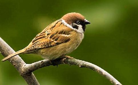 ��ȸ�����ѧ���