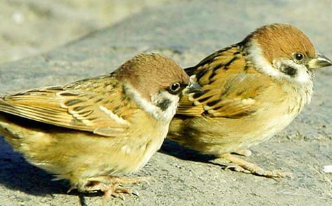 С�ཡ�����ʿν̰�����ѧ��˼����ȸ��ʳ��