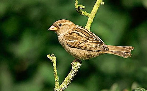 麻雀教学设计范文