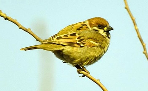 课文麻雀教学反思(精选17篇)