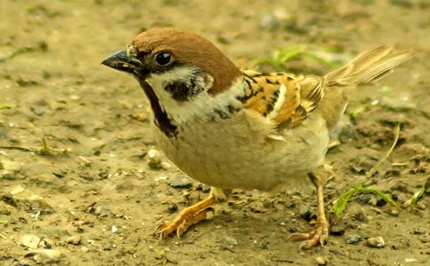 ����ȸ���Ľ�ѧ��Ʒ���