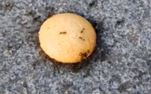 蚂蚁搬豆教学设计