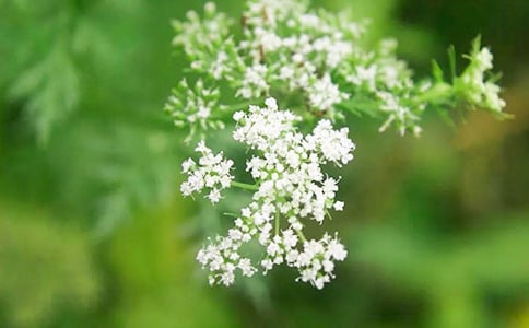 折纸花满天星步骤图解