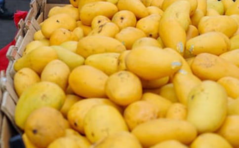 小学生描写芒果的作文(通用23篇)