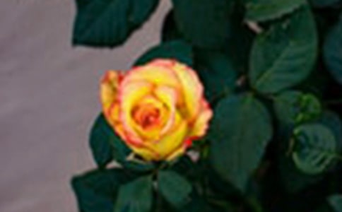 《小鹿的玫瑰花》教学设计及反思