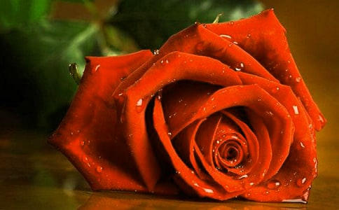 玫瑰花开了小学300字作文