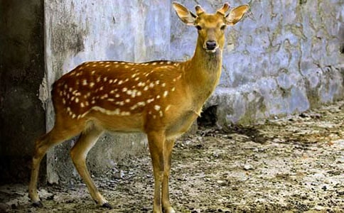 ������÷��¹����2ƪ