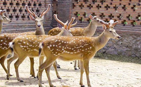 梅花鹿作文(9篇)