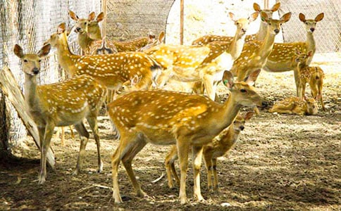 ÷��¹ˮ��Ư����