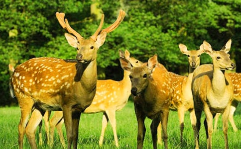 梅花鹿和小白兔作文