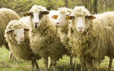 小绵羊的宝贝童话故事