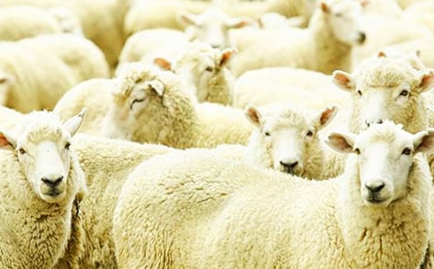 小绵羊智斗大灰狼的作文