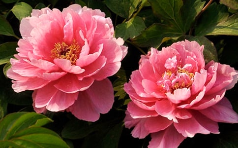 ��дĵ�����ľ���